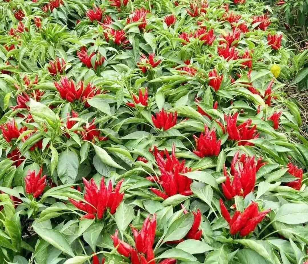 微信圖片_20181106152649.jpg 微信圖片_20181106152649.jpg